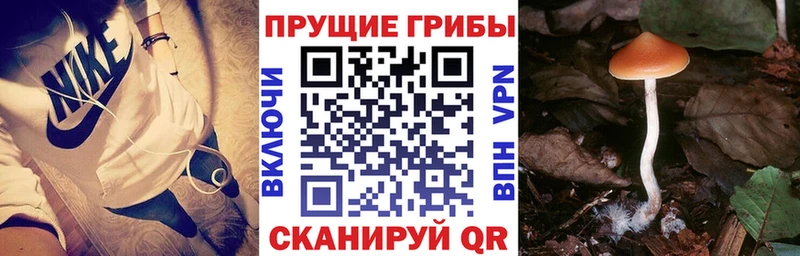 цена наркотик  Инсар  Псилоцибиновые грибы Cubensis 